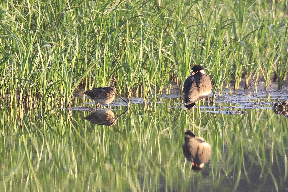 Common Snipe - ML646794788