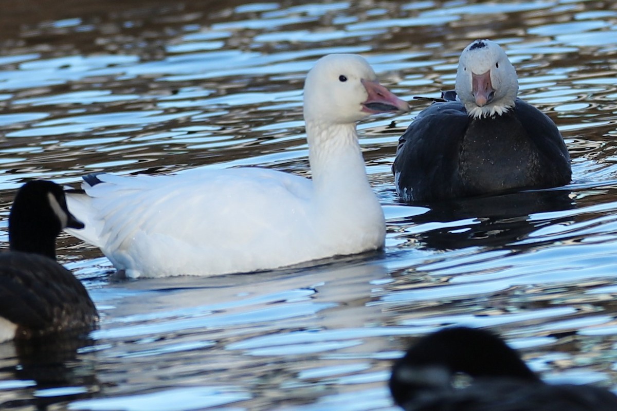 Oca delle nevi - ML646794795