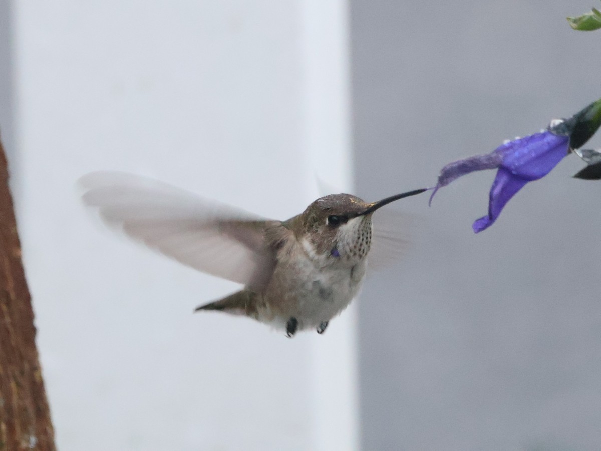Black-chinned Hummingbird - ML646794796