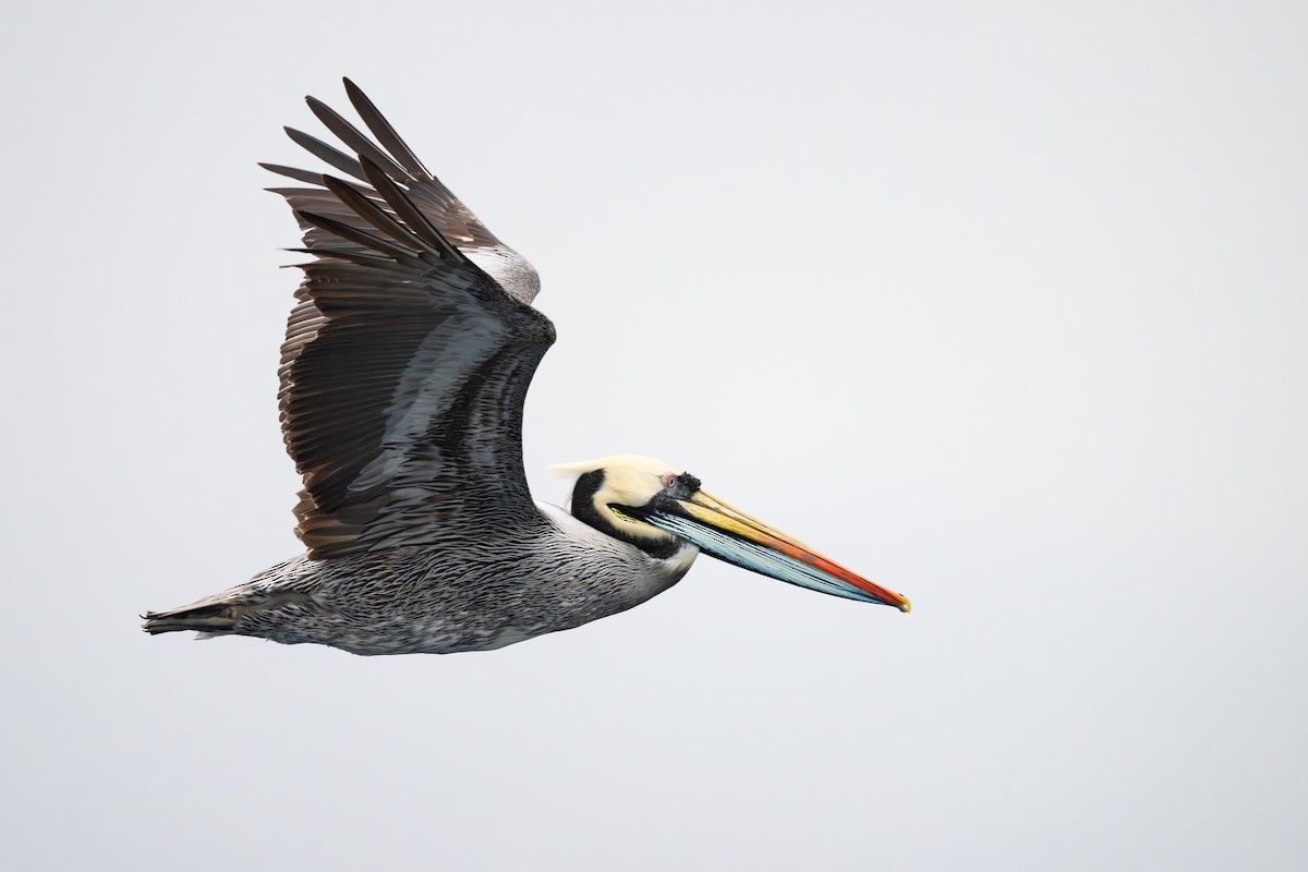 Peruvian Pelican - ML646794797