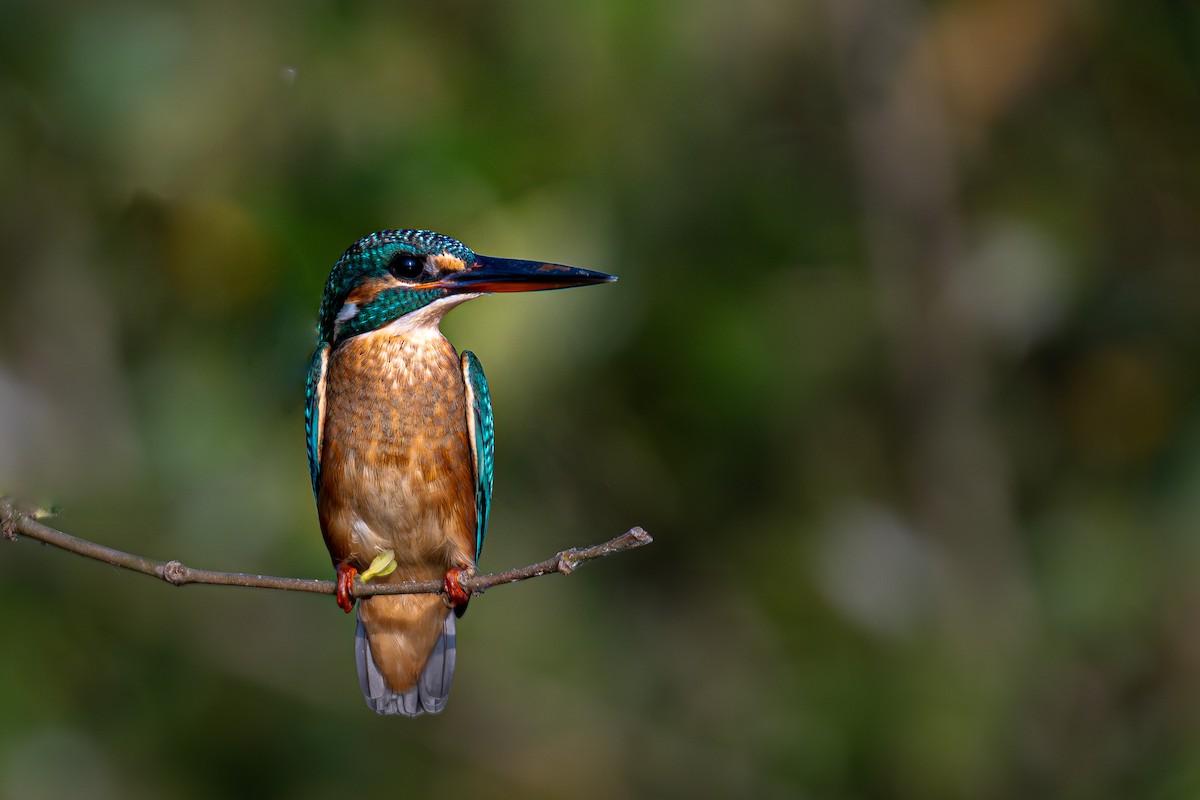 Common Kingfisher - ML646794801