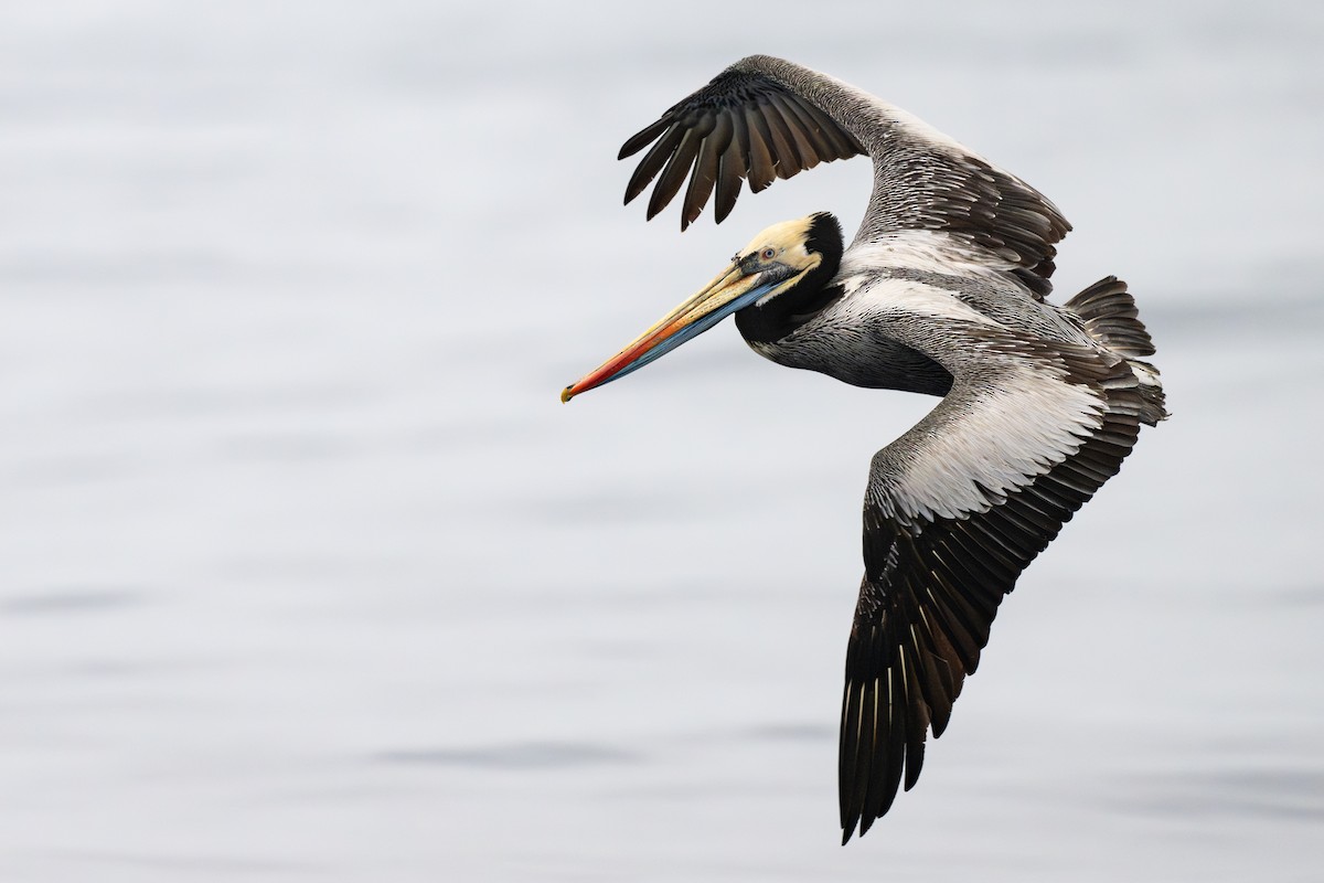 Peruvian Pelican - ML646794805