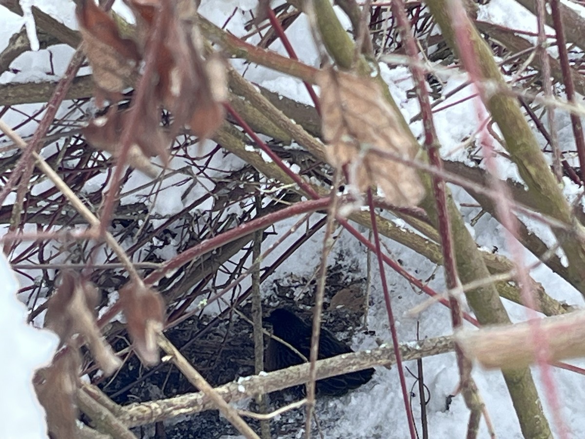 Virginia Rail - ML646794807