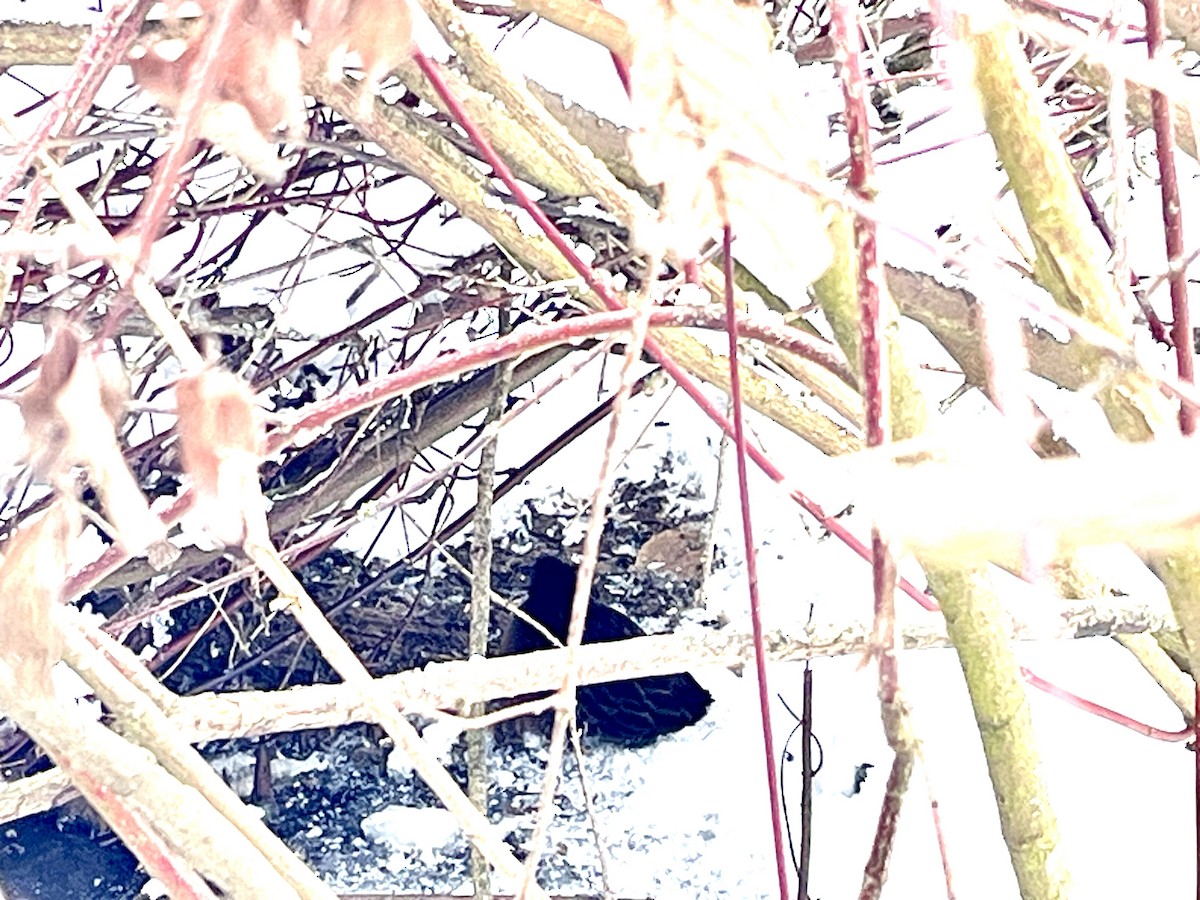 Virginia Rail - ML646794808