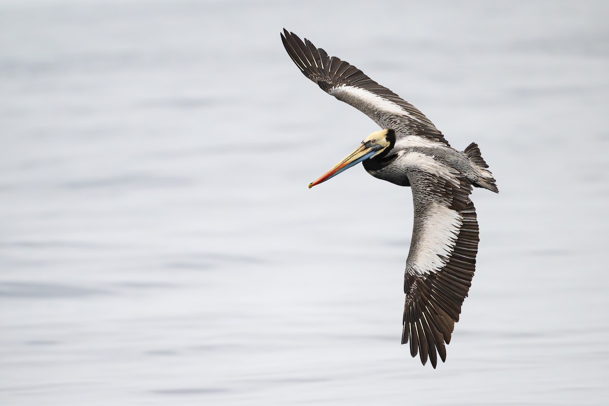 Peruvian Pelican - ML646794810