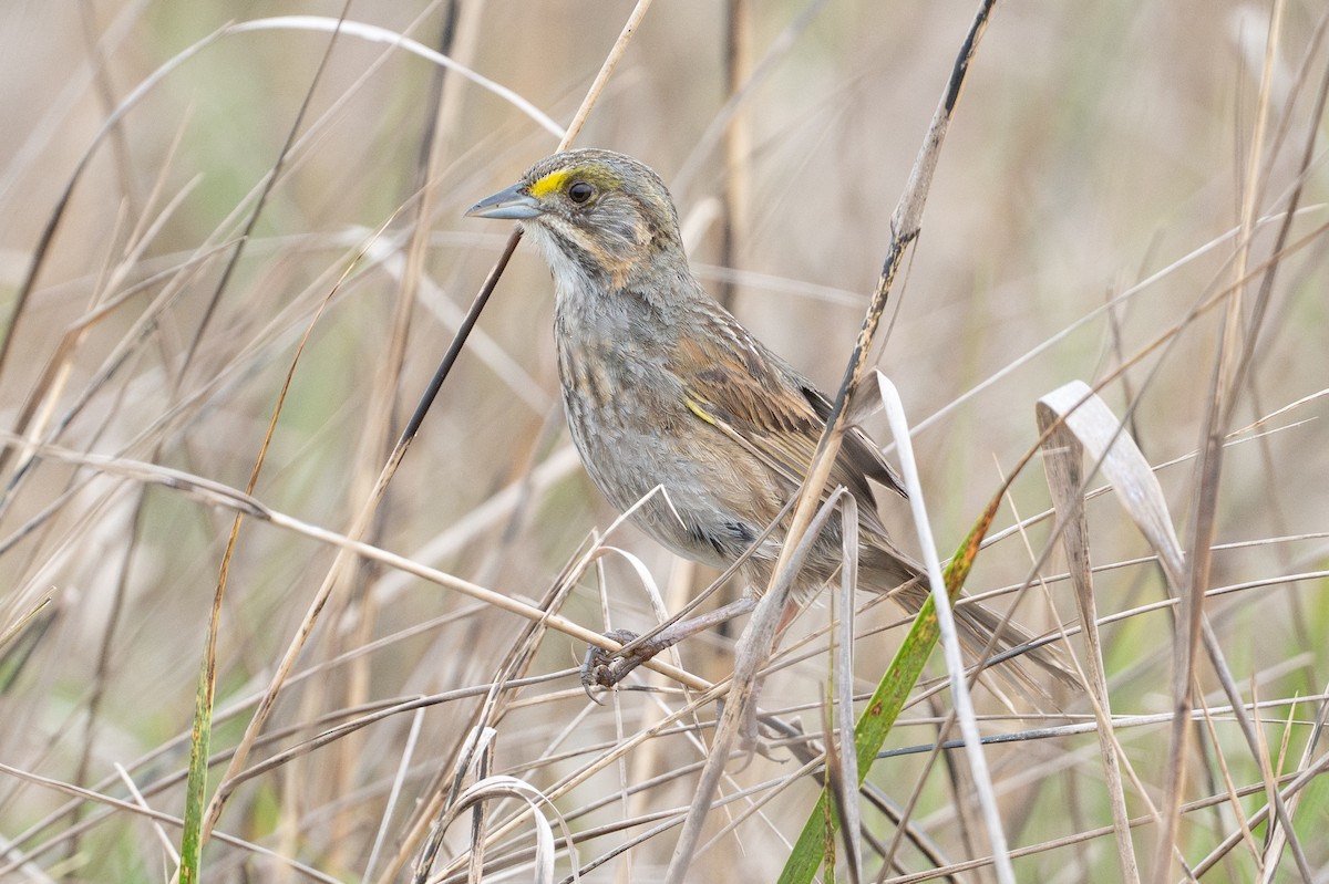 Seaside Sparrow - ML646794812