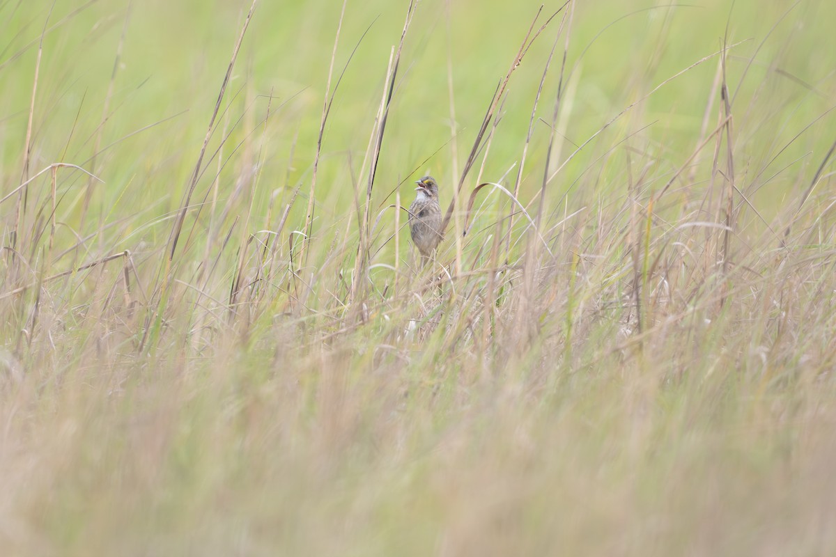 Seaside Sparrow - ML646794813