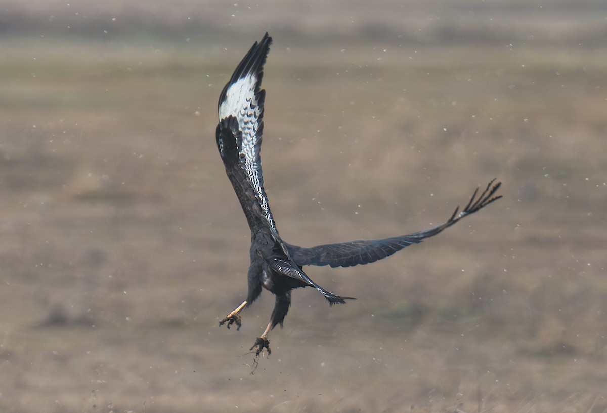 Pallid Harrier - ML646794815