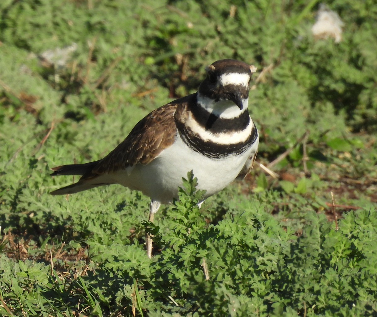 Kildir txirritxoa - ML646794834