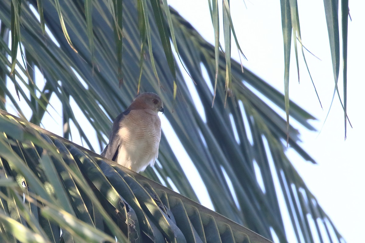 Shikra - ML646794836