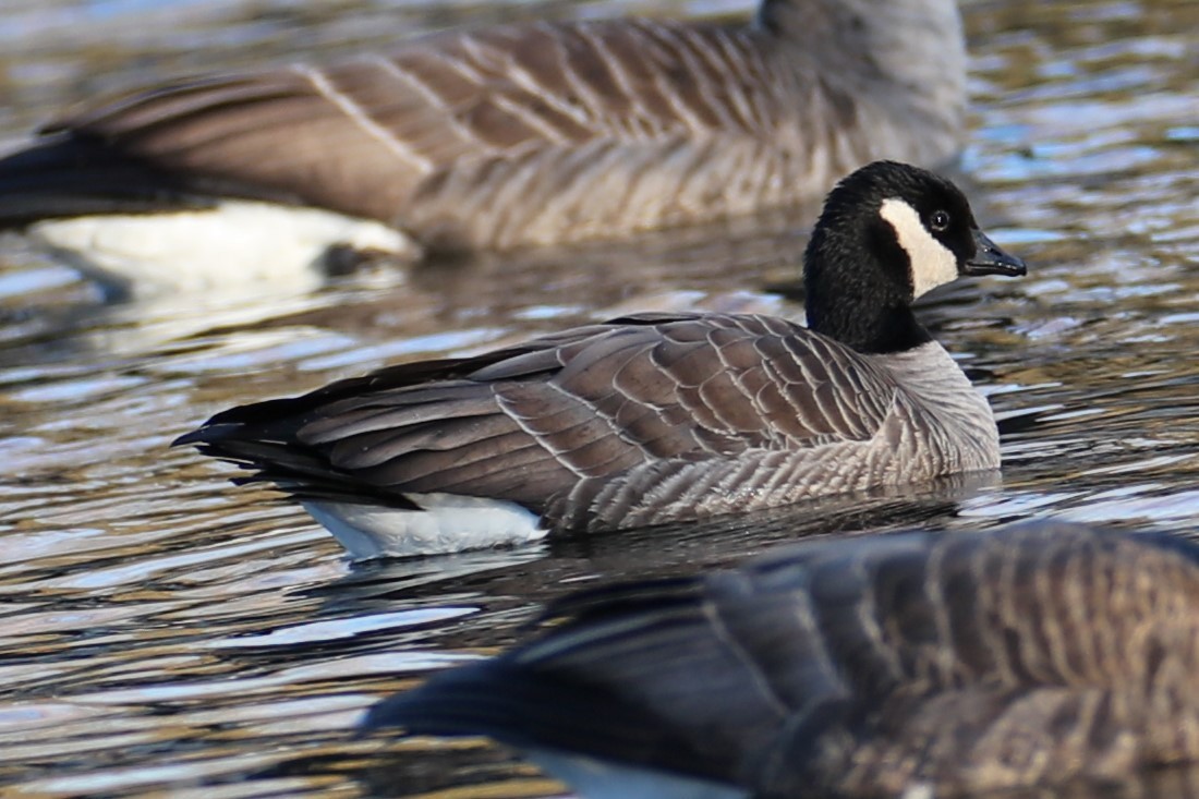 Branta kanadar txikia - ML646794837