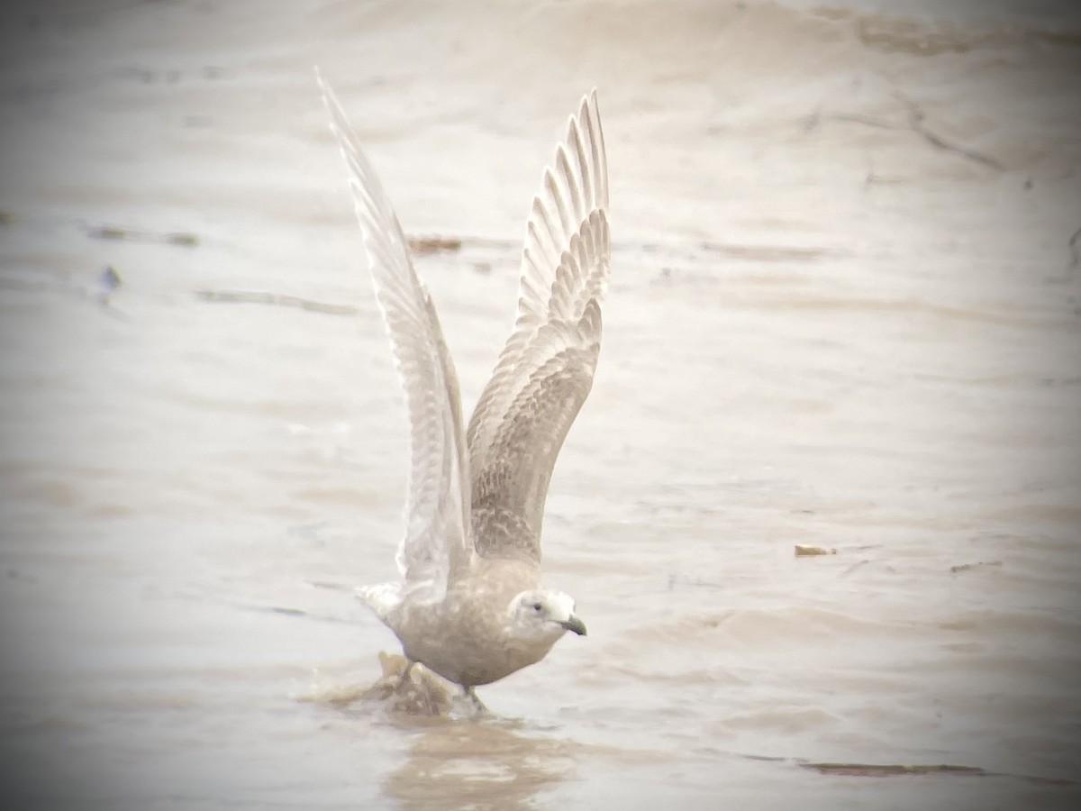 שחף אפור-כנף - ML646794838