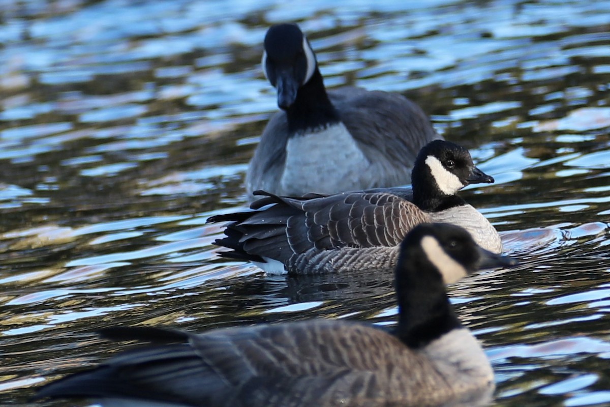 Branta kanadar txikia - ML646794839