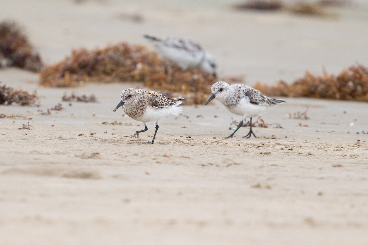 Sanderling - ML646794841