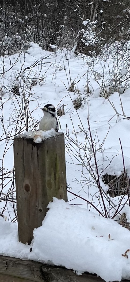 Downy Woodpecker - ML646794844