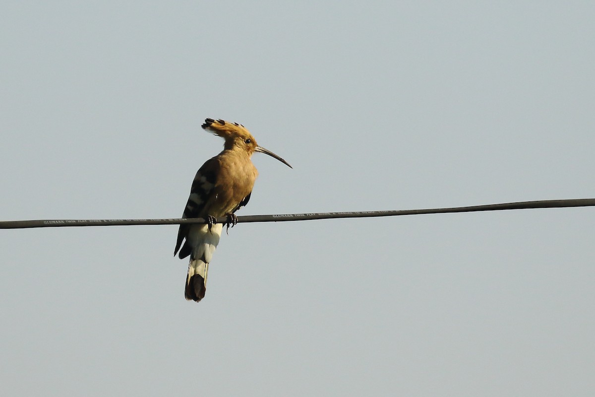 Common Hoopoe - ML646794845