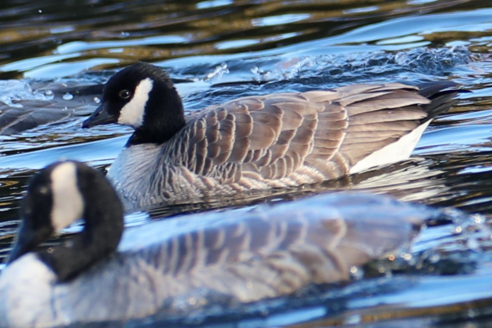 Branta kanadar txikia - ML646794846