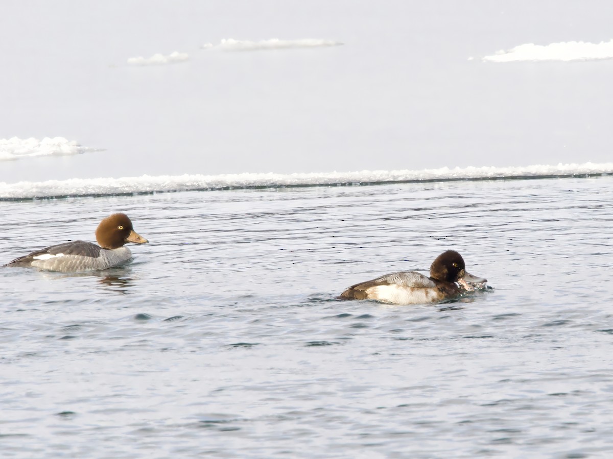 Schellente - ML646794847