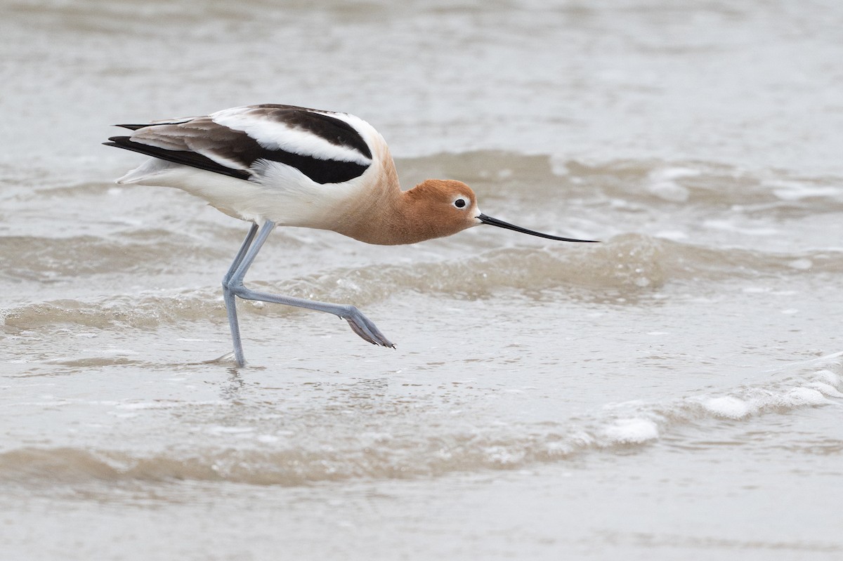 American Avocet - ML646794849