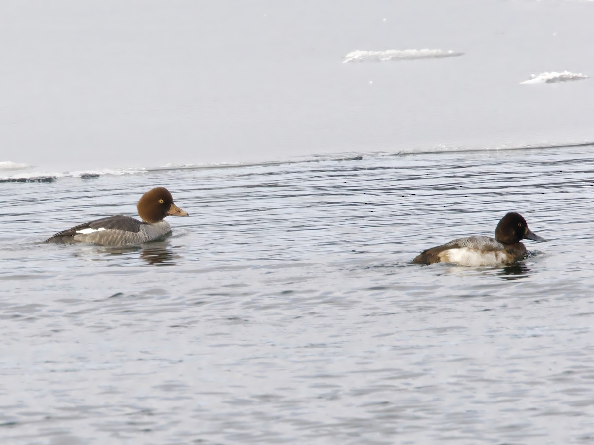 Schellente - ML646794850