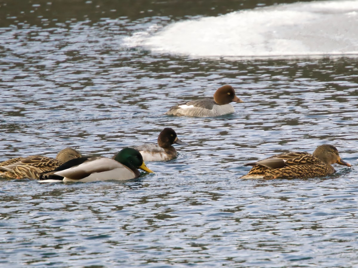 Schellente - ML646794851