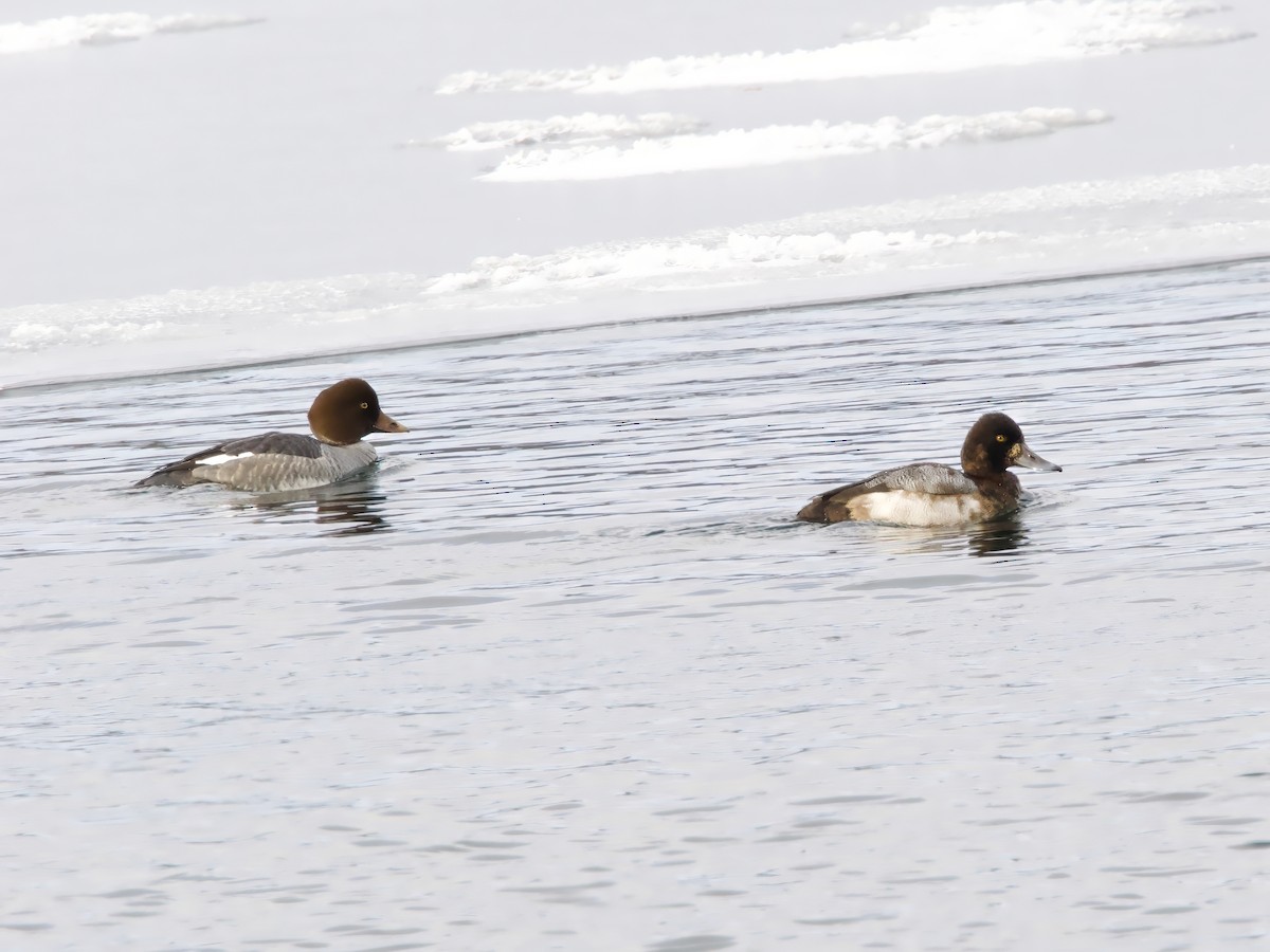 Schellente - ML646794852