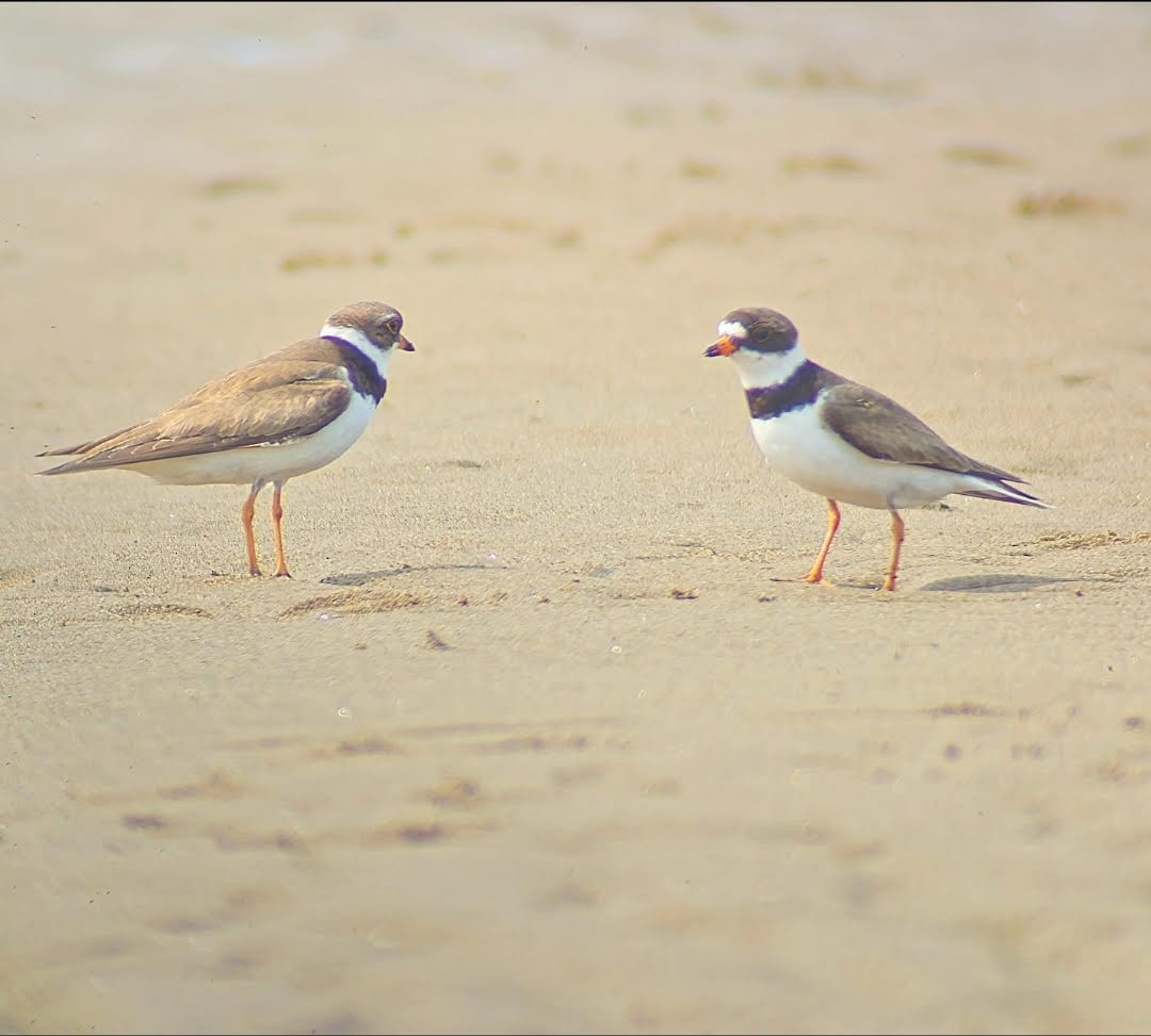 Txirritxo erdipalmatua - ML646794853