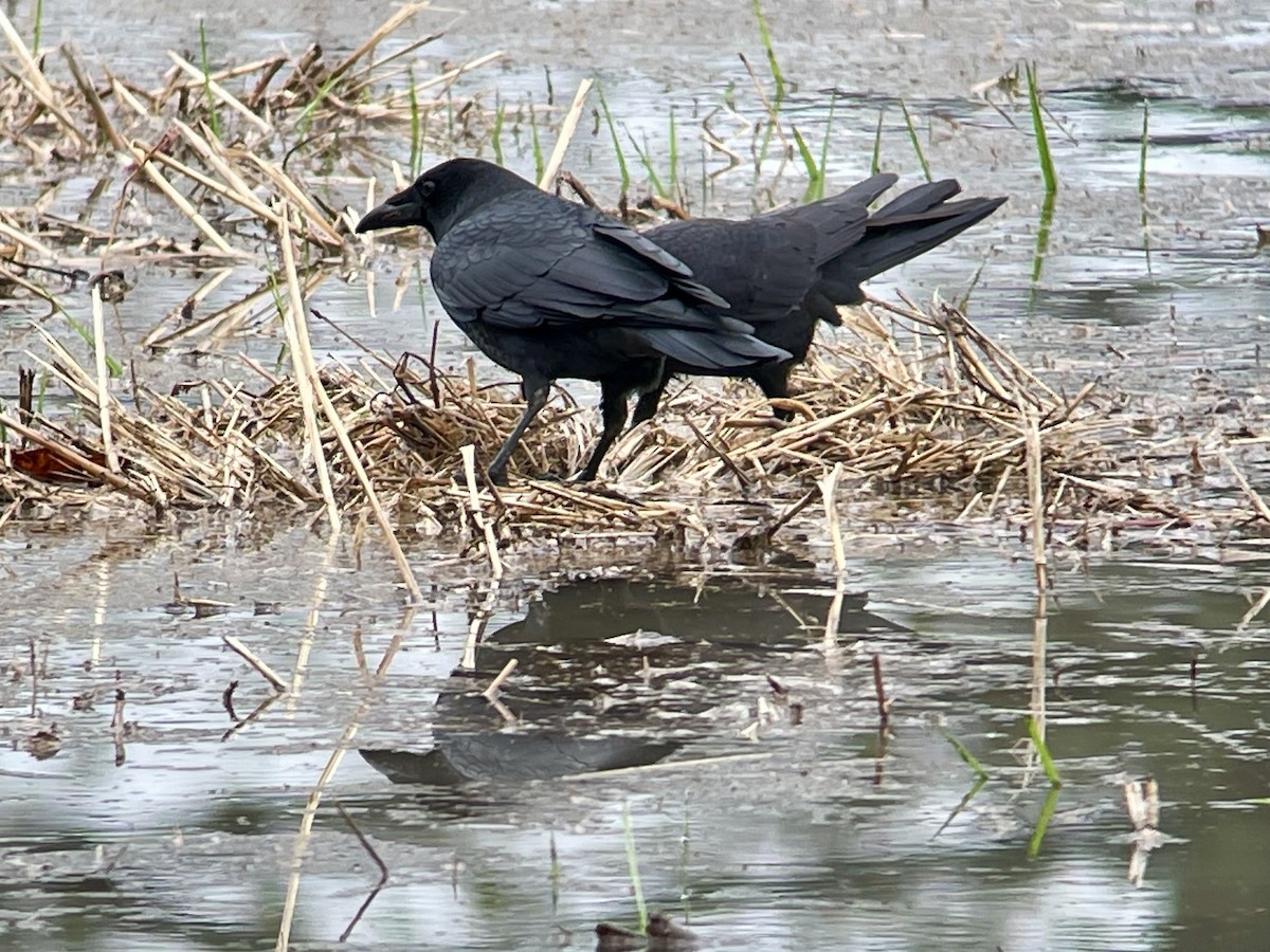 American Crow - ML646794855