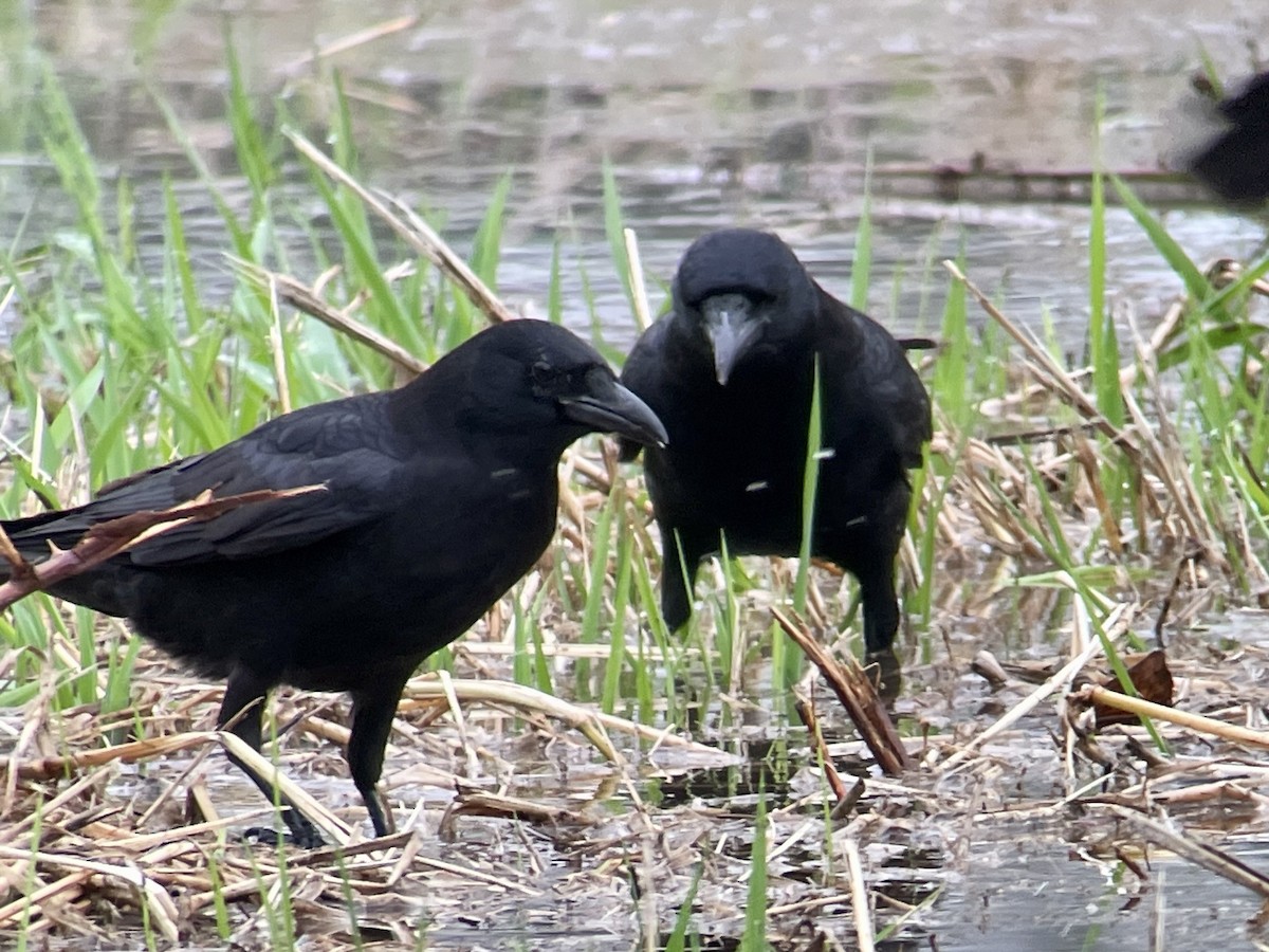 American Crow - ML646794856
