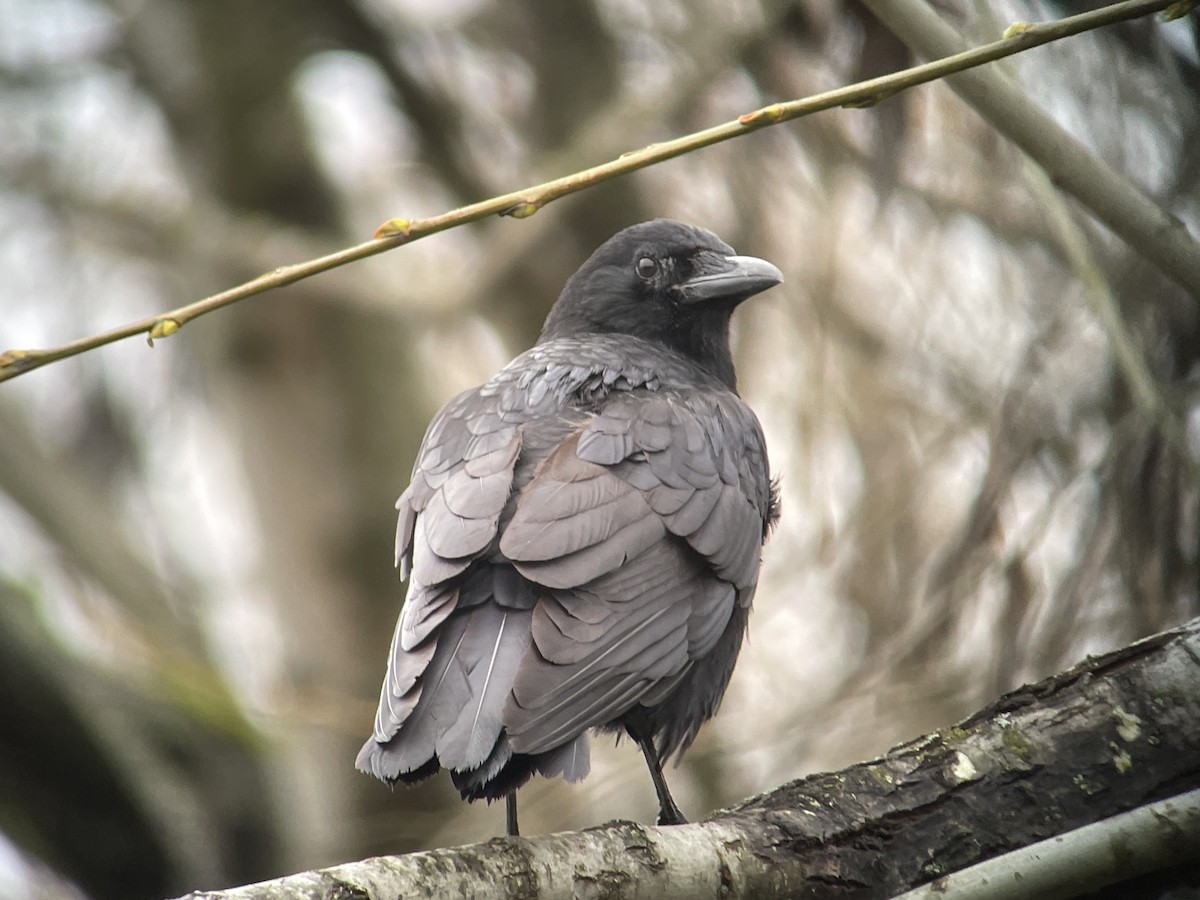 American Crow - ML646794857