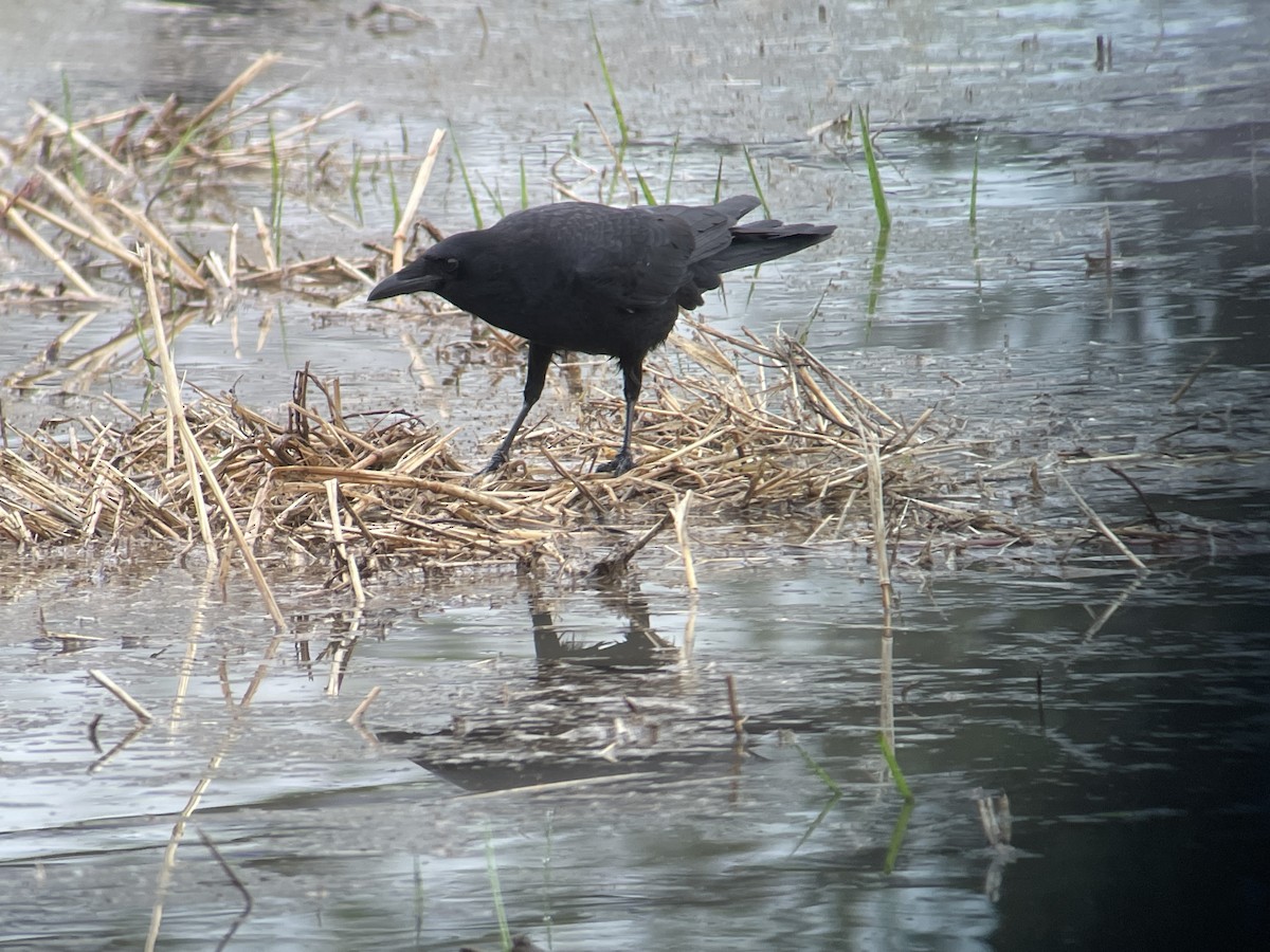 Amerikakrähe - ML646794858