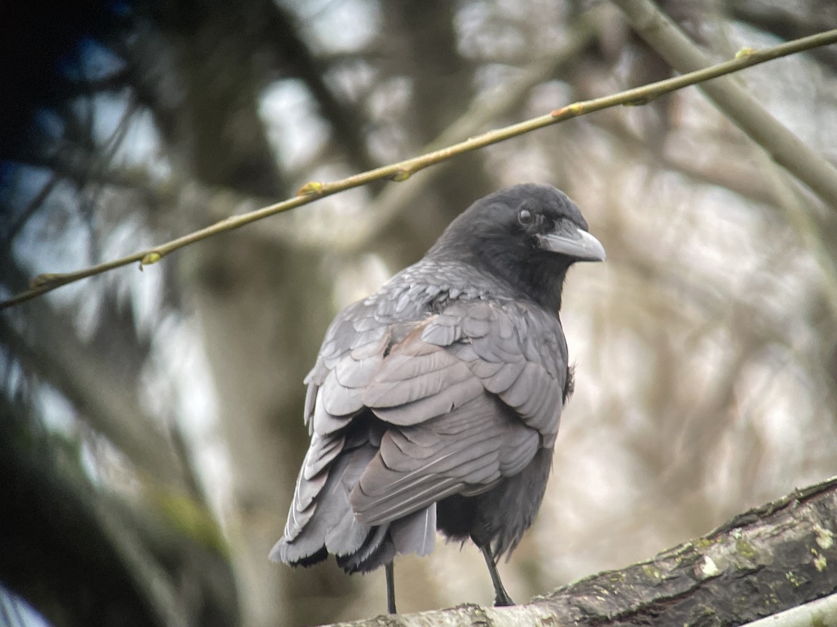 Amerikakrähe - ML646794859