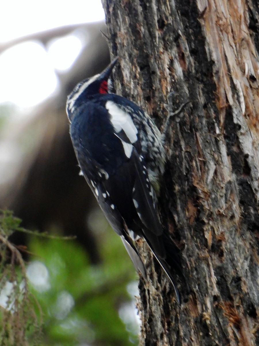 Williamson's Sapsucker - ML646794860