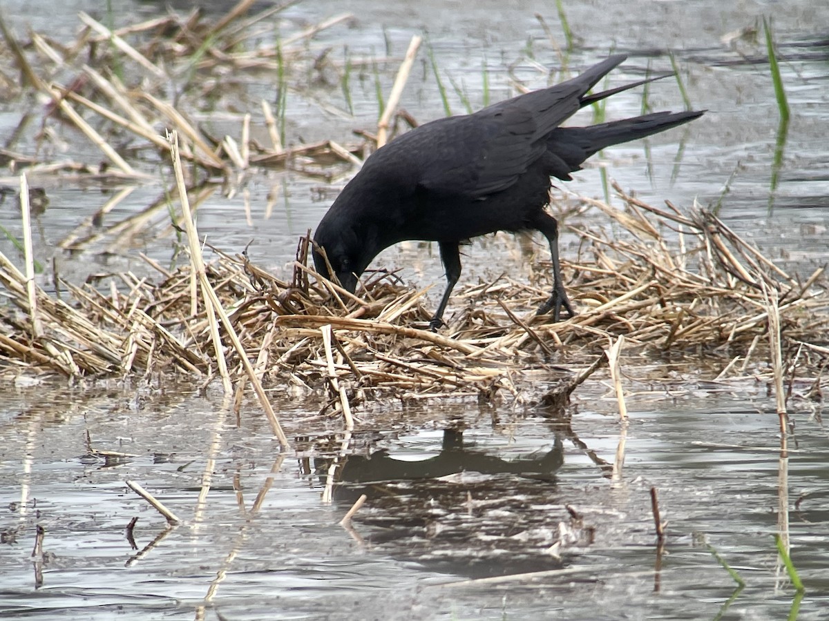 Amerikakrähe - ML646794861