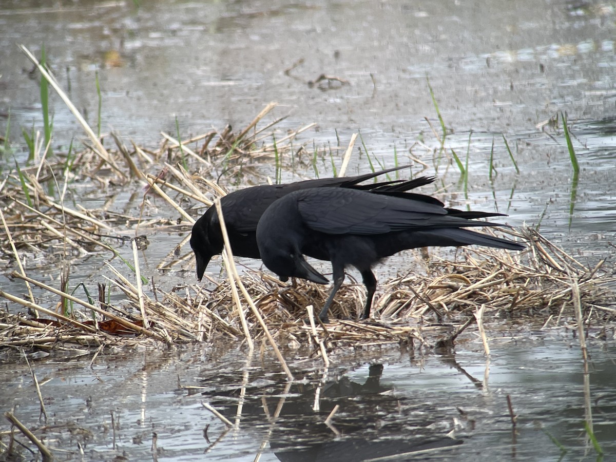 Amerikakrähe - ML646794862