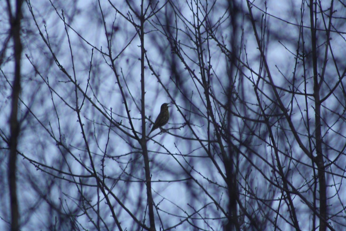 Singdrossel - ML646794863