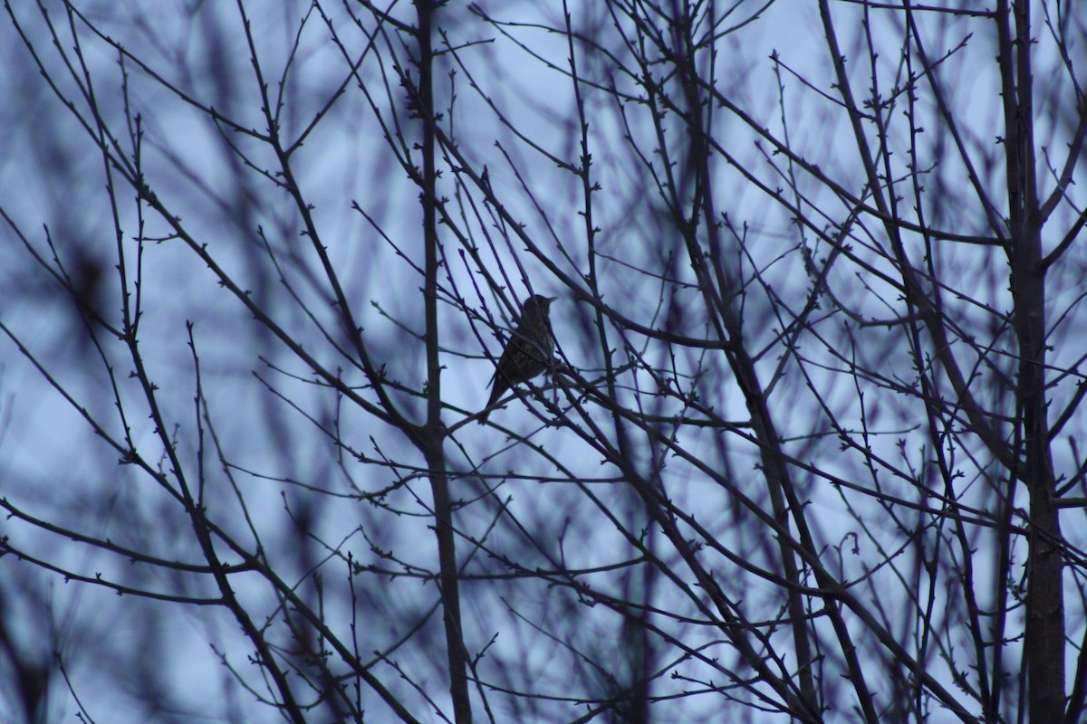 Singdrossel - ML646794864