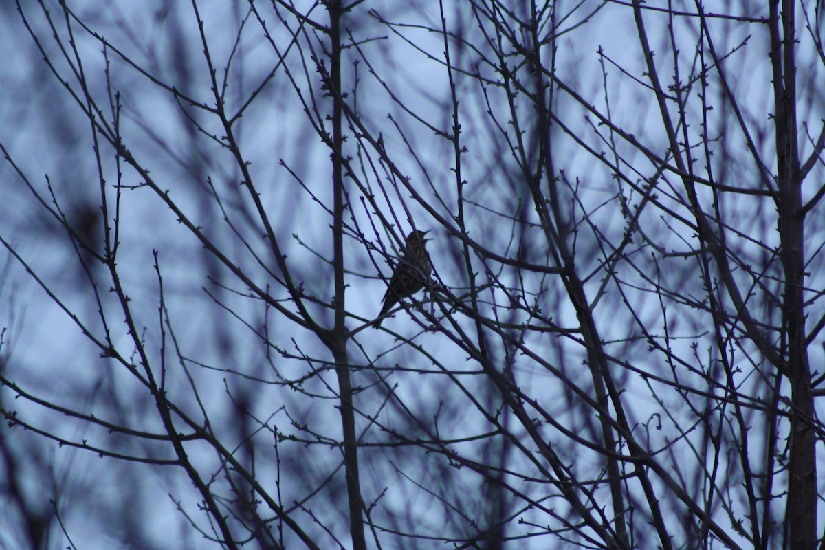 Singdrossel - ML646794865