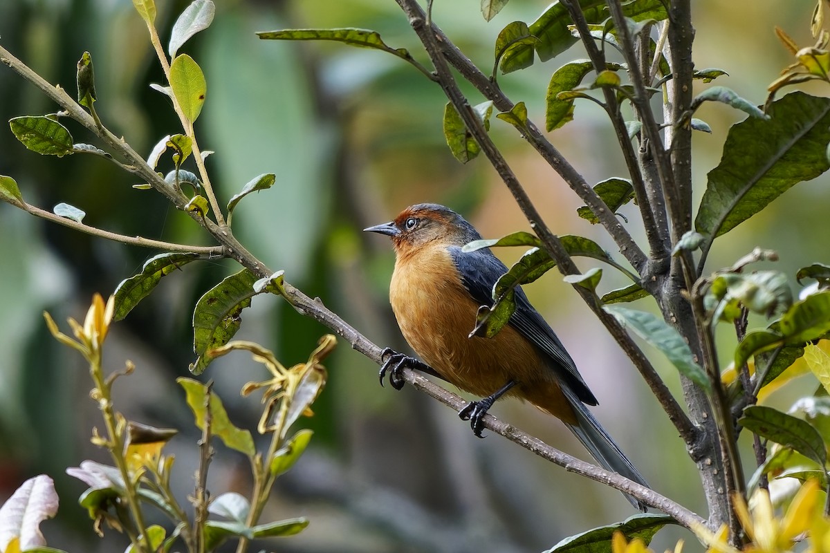 Rotbrauen-Spitzschnabel - ML646794867