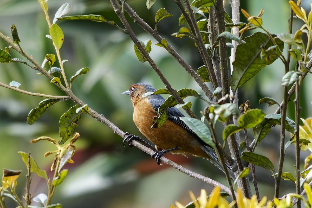 Rotbrauen-Spitzschnabel - ML646794868