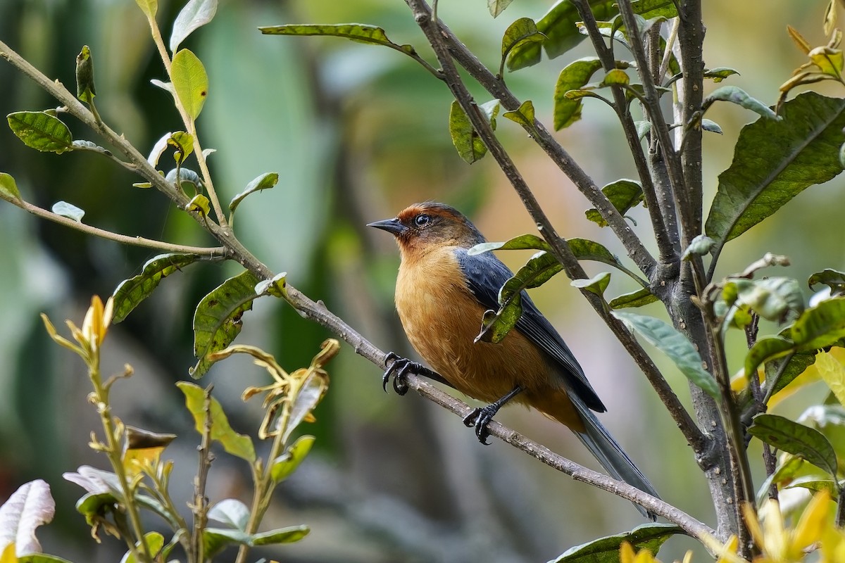 Rotbrauen-Spitzschnabel - ML646794869