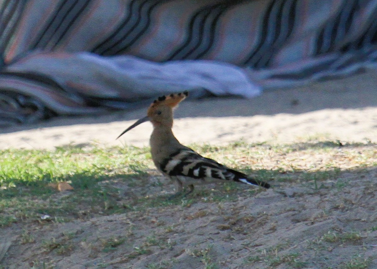 Wiedehopf - ML646794870