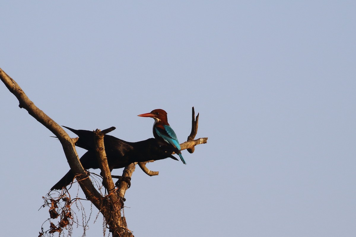 Braunliest - ML646794871