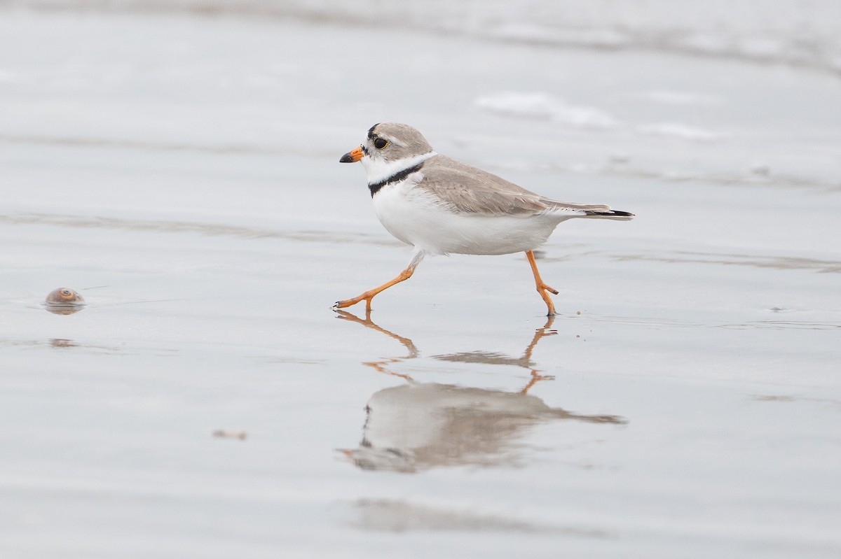 Flötenregenpfeifer - ML646794872