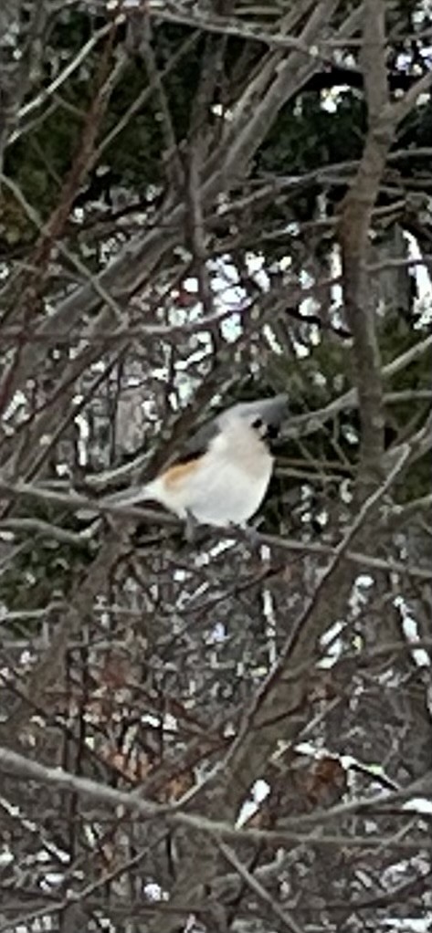 Tufted Titmouse - ML646794873