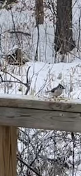 Tufted Titmouse - ML646794874