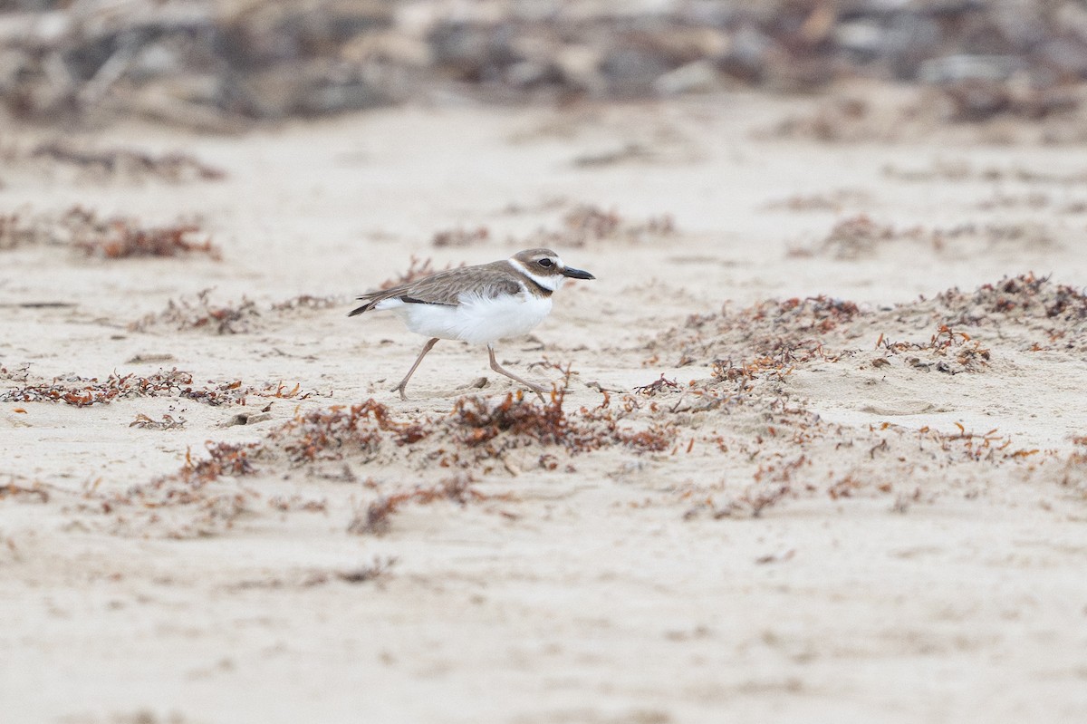 Wilsonregenpfeifer - ML646794875