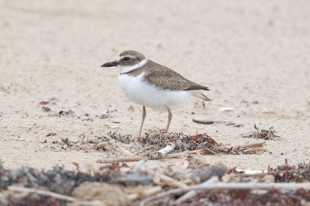 Wilsonregenpfeifer - ML646794876