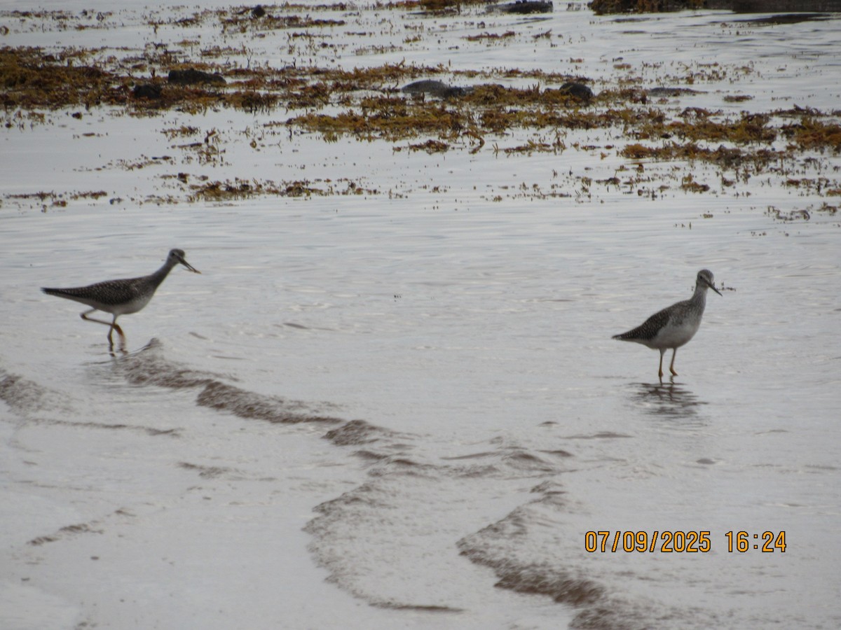 Gelbschenkel - ML646794877