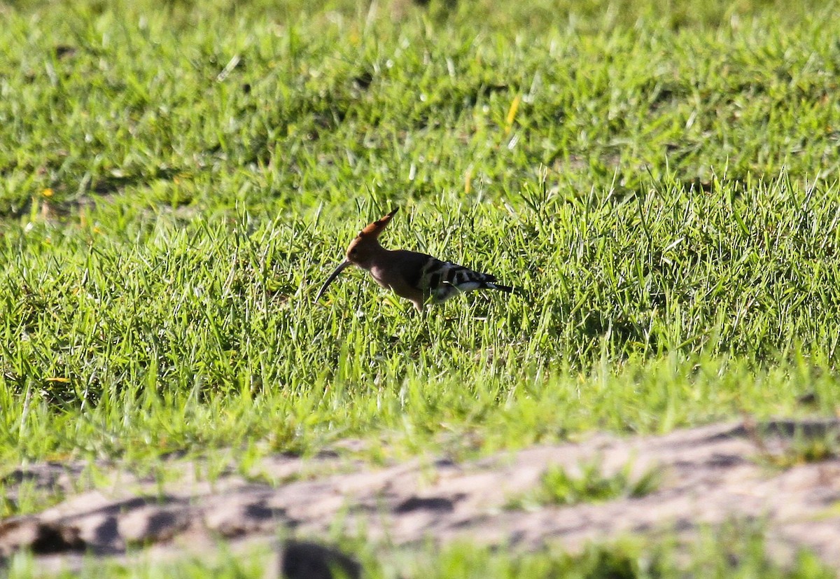 Wiedehopf - ML646794878